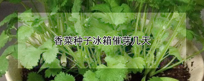 香菜种子冰箱催芽几天（香菜种子冰箱催芽几天可以吃）