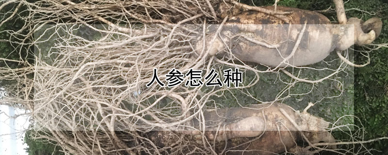 人参怎么种 人参怎么种植