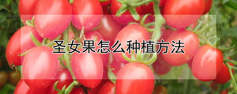 圣女果怎么种植方法 圣女果怎么种植方法盆栽