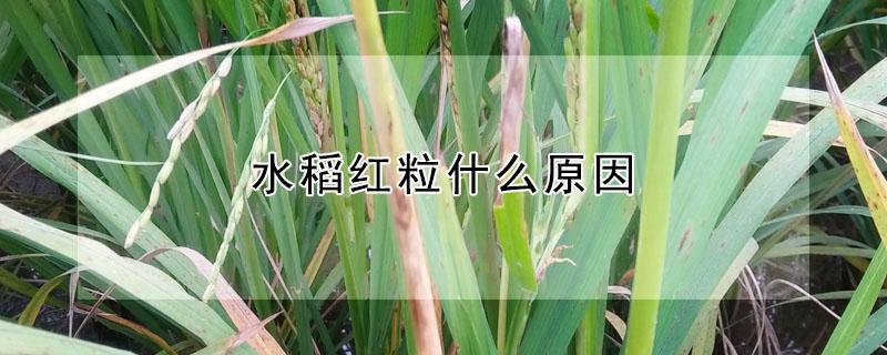 水稻红粒什么原因（水稻叶子发红是什么原因）