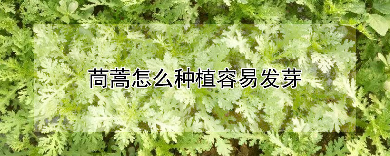 茼蒿怎么种植容易发芽（茼蒿怎么种植容易发芽图片）