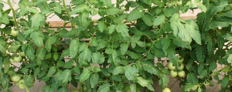 番茄秧子细怎样发粗（茄子秧子细怎么变粗）