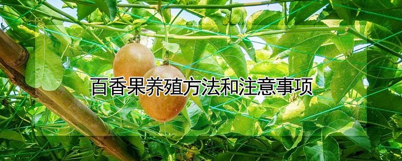 百香果养殖方法和注意事项（百香果养殖方法和注意事项有哪些）