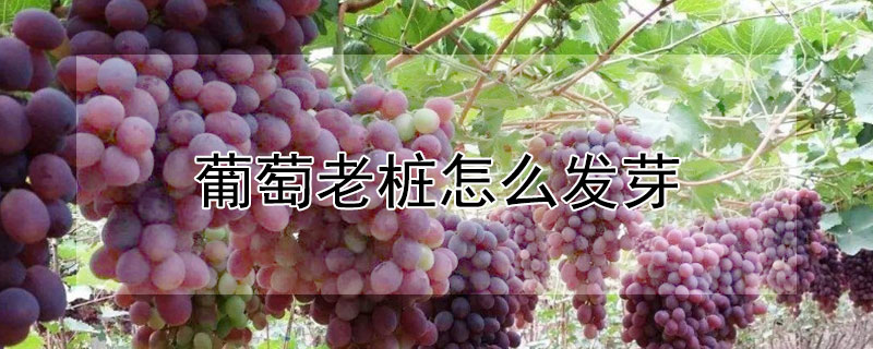 葡萄老桩怎么发芽 葡萄老桩发芽后怎么处理