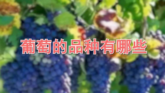 葡萄的品种有哪些（葡萄的品种有哪些图片及名称）