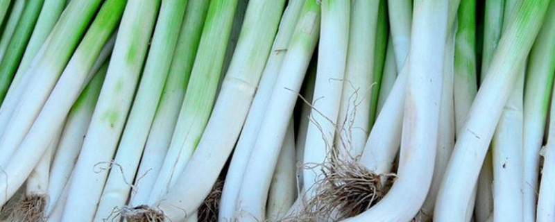 大葱种子怎么种植方法（大葱种子怎么种植方法图解）