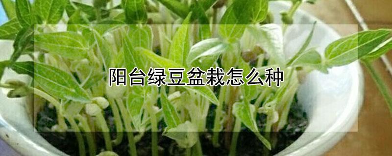 阳台绿豆盆栽怎么种 阳台绿豆盆栽怎么种植