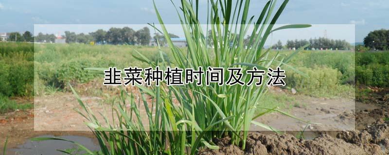 韭菜种植时间及方法 韭菜种植时间及方法四季