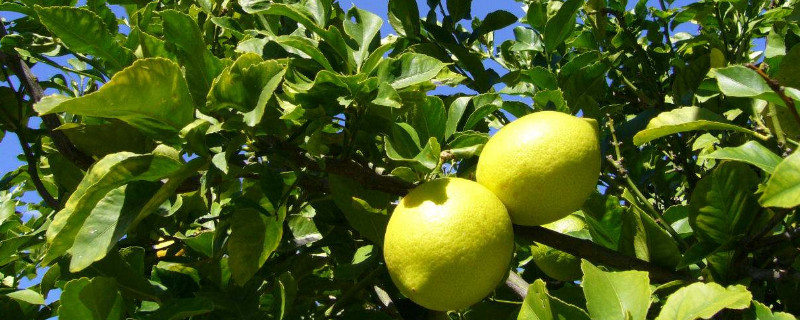 柠檬树干枯了还能活吗（柠檬树干枯了还能活吗视频）