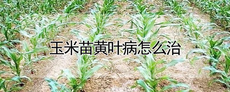 玉米苗黄叶病怎么治 玉米苗黄叶病图片