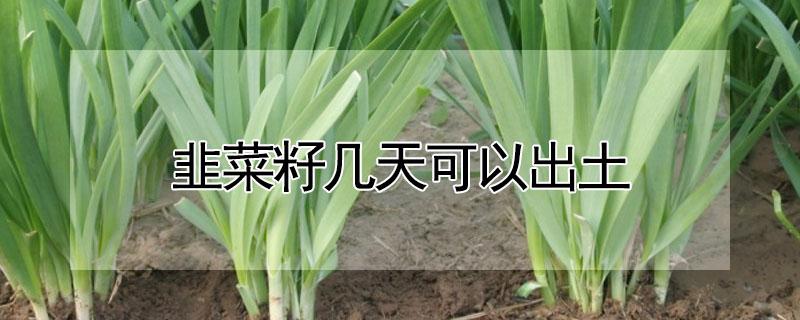 韭菜籽几天可以出土 韭菜籽几天可以出土了
