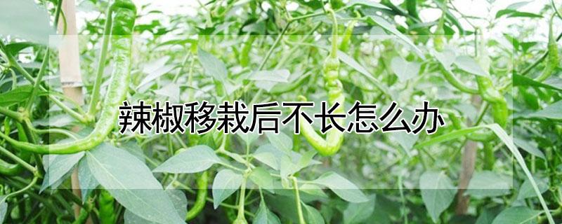 辣椒移栽后不长怎么办（辣椒苗移植后不长）