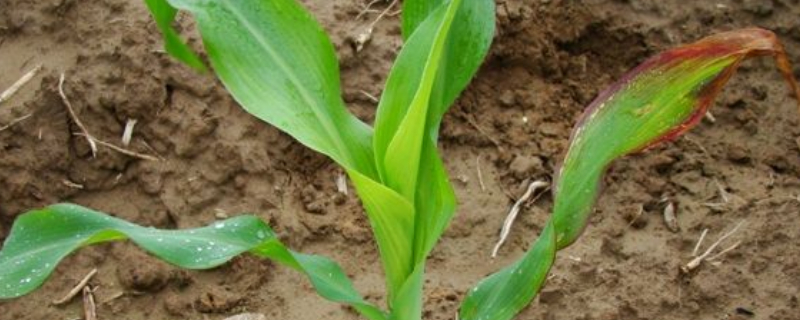 玉米苗发黄不长怎么回事（玉米苗发黄不长是什么原因）