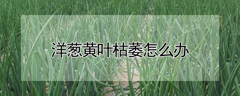 洋葱黄叶枯萎怎么办（洋葱叶枯病）