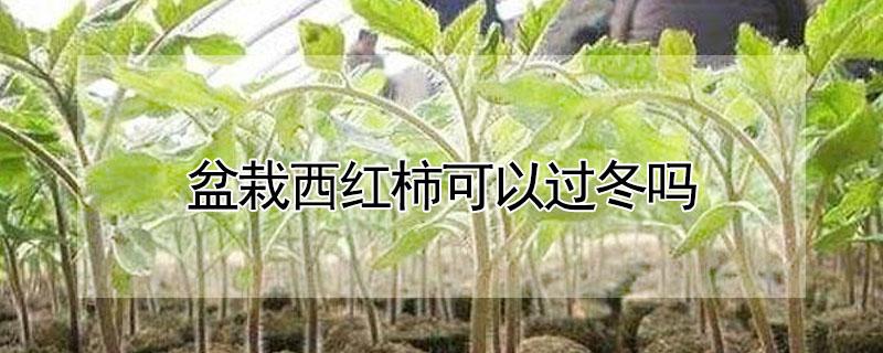 盆栽西红柿可以过冬吗 盆栽西红柿可以过冬吗