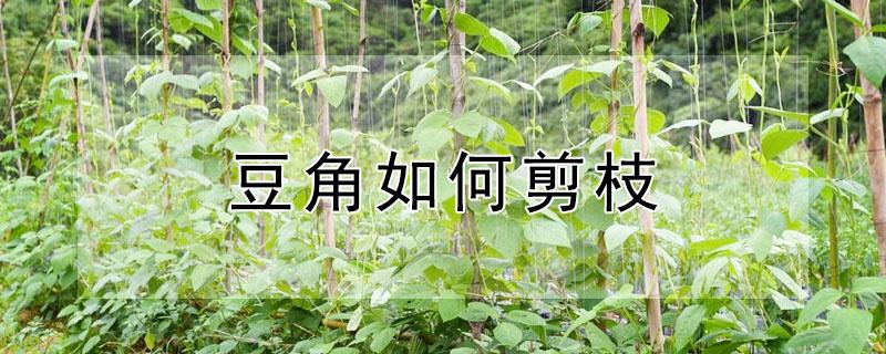 豆角如何剪枝 豆角如何剪枝种植