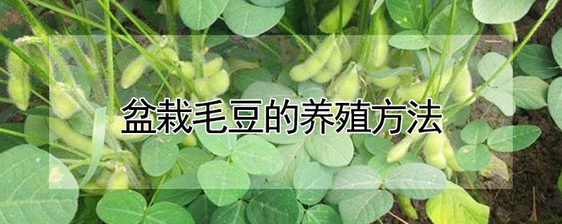 盆栽毛豆的养殖方法（盆栽毛豆的养殖方法视频）