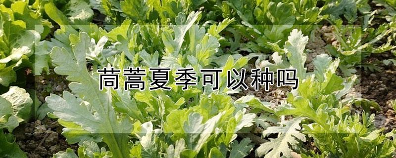 茼蒿夏季可以种吗（茼蒿夏天可以种吗）