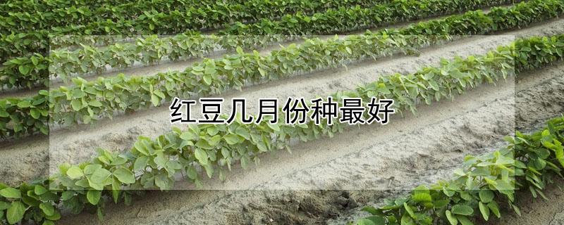 红豆几月份种最好 几月份种红豆最适宜