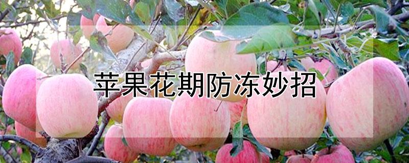 苹果花期防冻妙招 苹果花期防冻妙招有哪些