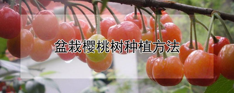 盆栽樱桃树种植方法 盆栽樱桃树种植方法视频