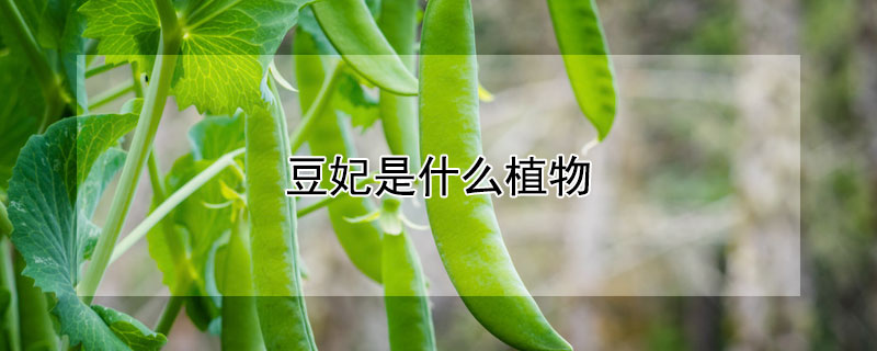 豆妃是什么植物 豆妃是什么植物的果实