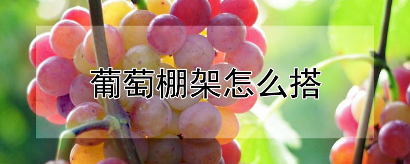 葡萄棚架怎么搭（葡萄棚架怎么搭视频）