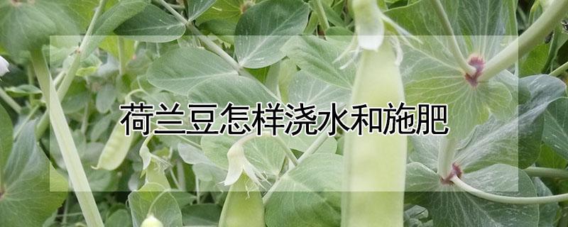 荷兰豆怎样浇水和施肥 荷兰豆施肥与浇水