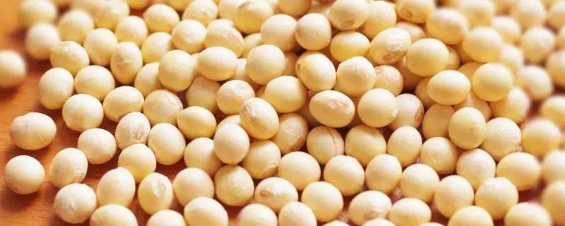 大豆怎么种植（大豆怎么种植小盆栽）