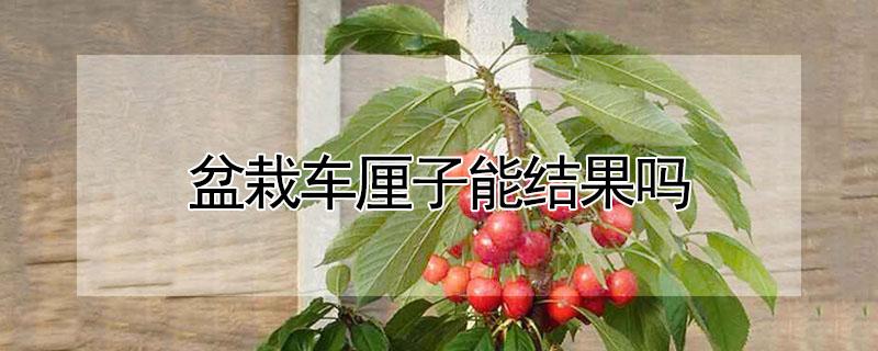 盆栽车厘子能结果吗（花盆种车厘子能结果吗）