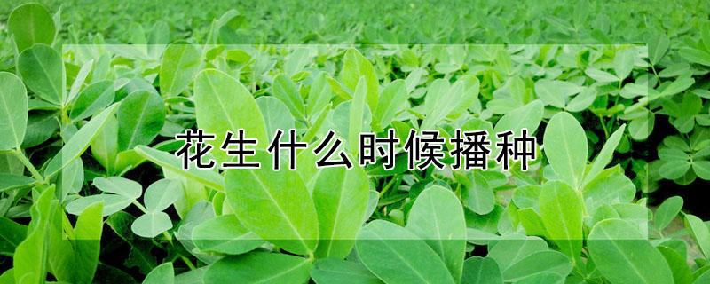 花生什么时候播种（花生什么时候播种最好什么肥料）