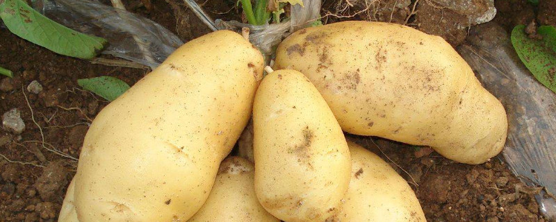 马铃薯的繁殖方式（马铃薯的繁殖方式属于什么生殖?）