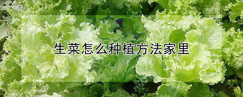 生菜怎么种植方法家里 怎样栽生菜