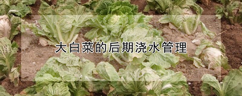 大白菜的后期浇水管理 大白菜浇水施肥管理
