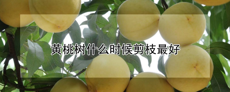 黄桃树什么时候剪枝最好（黄桃树什么时候剪枝最好呢）