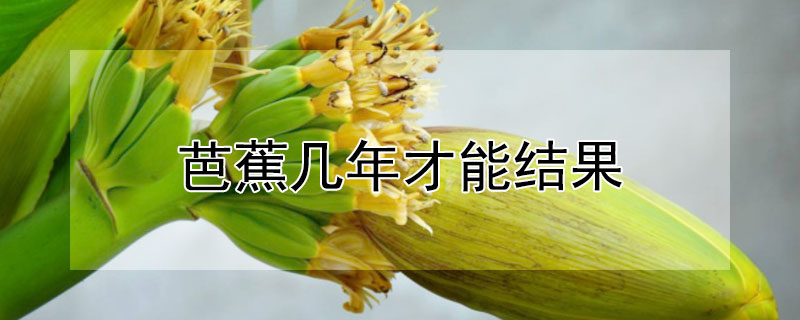 芭蕉几年才能结果 芭蕉能结果吗