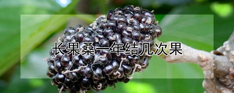 长果桑一年结几次果（长果桑几月结果）