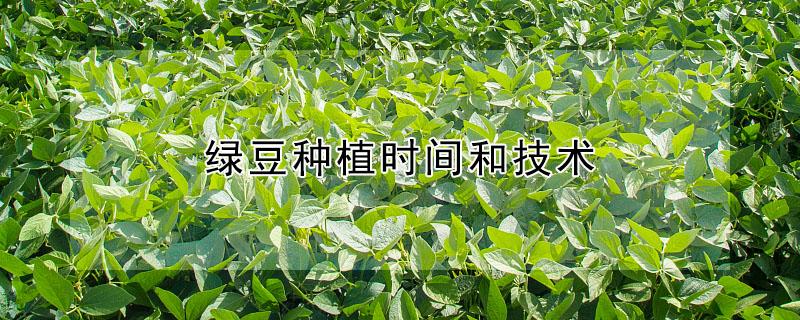 绿豆种植时间和技术 绿豆种植时间和方法