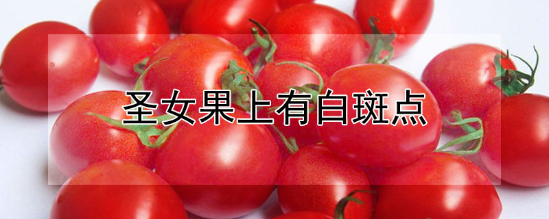 圣女果上有白斑点（圣女果上有黑斑）