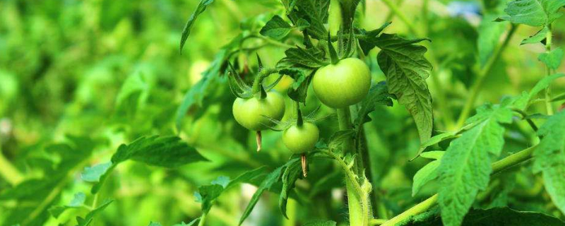 西红柿苗结果能结多久 西红柿苗多久开花结果