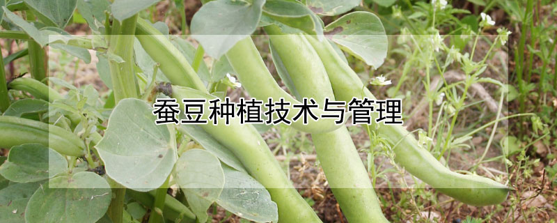 蚕豆种植技术与管理 蚕豆种植技术与管理方法