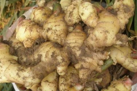 姜的种植方法和时间