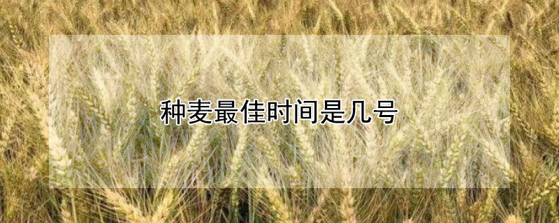 种麦最佳时间是几号（种麦的最佳时间）