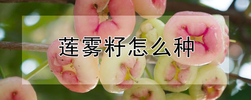莲雾籽怎么种 莲雾的籽怎么种