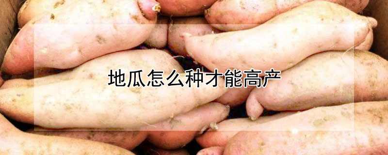 地瓜怎么种才能高产（地瓜怎样种才能高产）