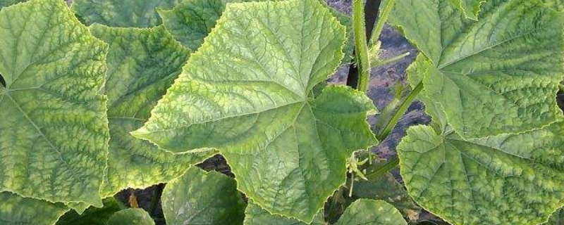 黄瓜叶子发黄怎么办（黄瓜叶子发黄怎么办用什么药）