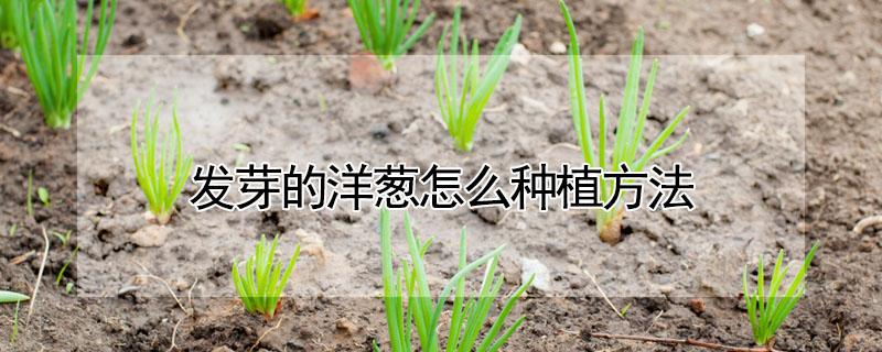 发芽的洋葱怎么种植方法 发芽的洋葱怎么种植方法图片