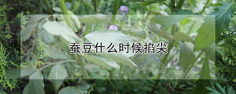 蚕豆什么时候掐尖 蚕豆什么时候掐尖最好