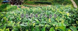 哪些茶属于乌龙茶 哪些茶属于乌龙茶的一种