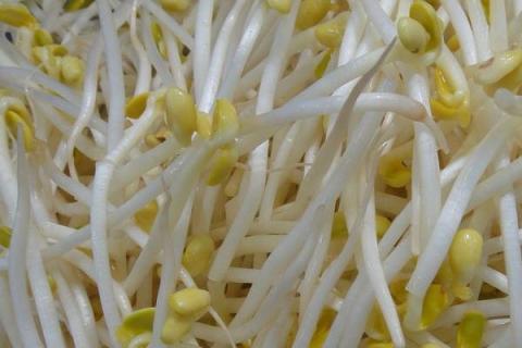 家庭发黄豆芽的方法